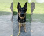Small #3 German Shepherd Dog