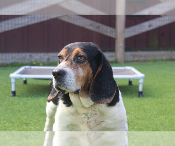 Medium Photo #3 Basset Hound-Unknown Mix Puppy For Sale in Chestertown, MD, USA