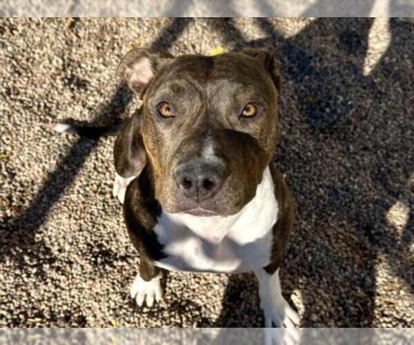 Medium Photo #2 American Pit Bull Terrier-Unknown Mix Puppy For Sale in Fort Collins, CO, USA