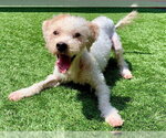 Small Poodle (Miniature) Mix