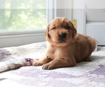 Small Photo #1 Golden Retriever Puppy For Sale in SAN ANTONIO, TX, USA