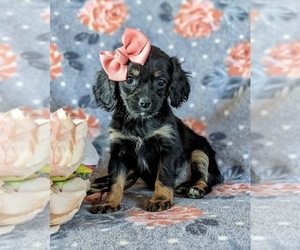 Cavapoo Puppy for sale in NOTTINGHAM, PA, USA