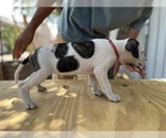 Small #1 American Bulldog