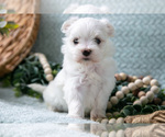 Small Photo #13 Maltese Puppy For Sale in HOLMESVILLE, OH, USA