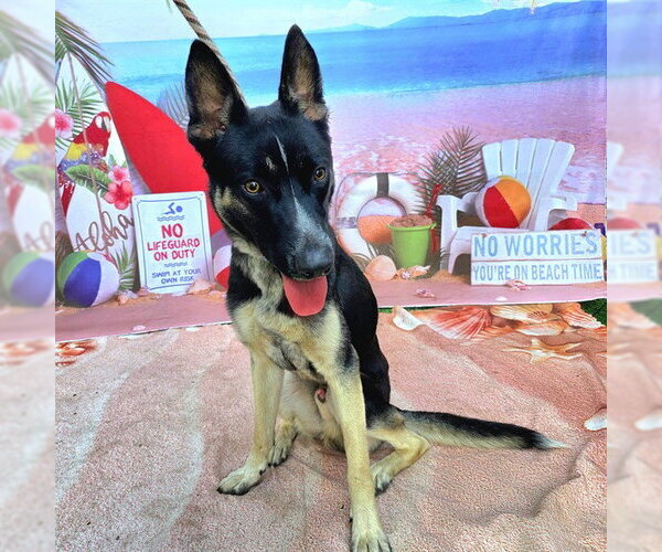 Medium Photo #1 Gerberian Shepsky Puppy For Sale in Long Beach, CA, USA