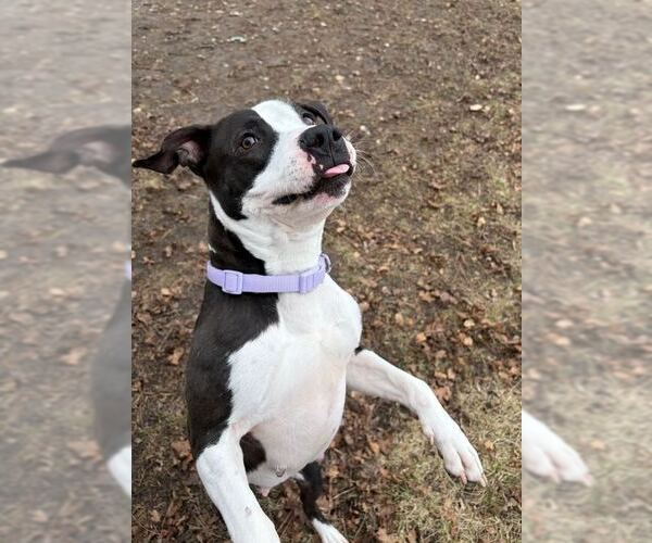 Medium Photo #4 Mutt Puppy For Sale in Jefferson, WI, USA