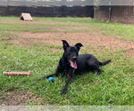 Small #2 Labrador Retriever Mix