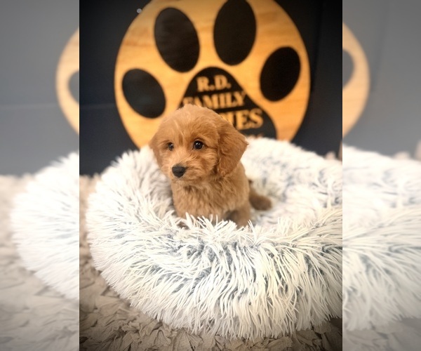 Medium Photo #3 Cockapoo (Toy) Puppy For Sale in CROSSVILLE, TN, USA
