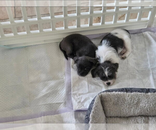 Medium Photo #3 Chihuahua-Unknown Mix Puppy For Sale in Dallas, TX, USA