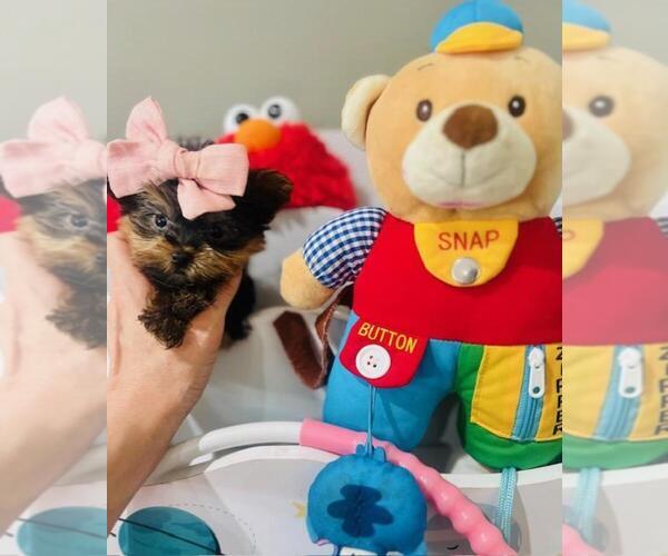 Medium Photo #7 Yorkshire Terrier Puppy For Sale in PEMBROKE PINES, FL, USA