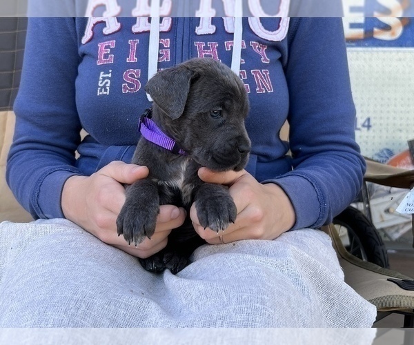 Medium Photo #1 Cane Corso Puppy For Sale in BUMPASS, VA, USA