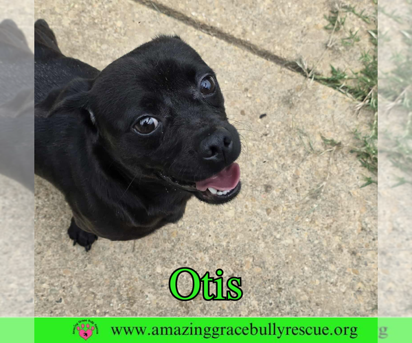 Medium Photo #1 Pug Puppy For Sale in Pensacola, FL, USA