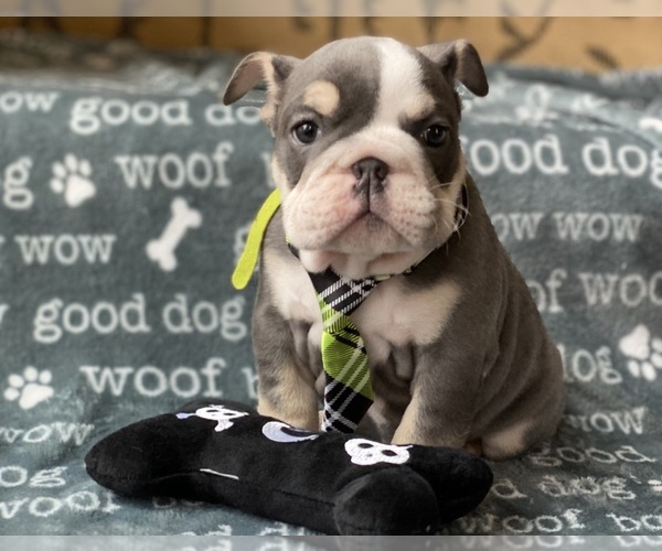 Medium Photo #4 English Bulldog Puppy For Sale in COVINGTON, WA, USA