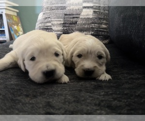 English Cream Golden Retriever Puppy for sale in ANGOLA, IN, USA