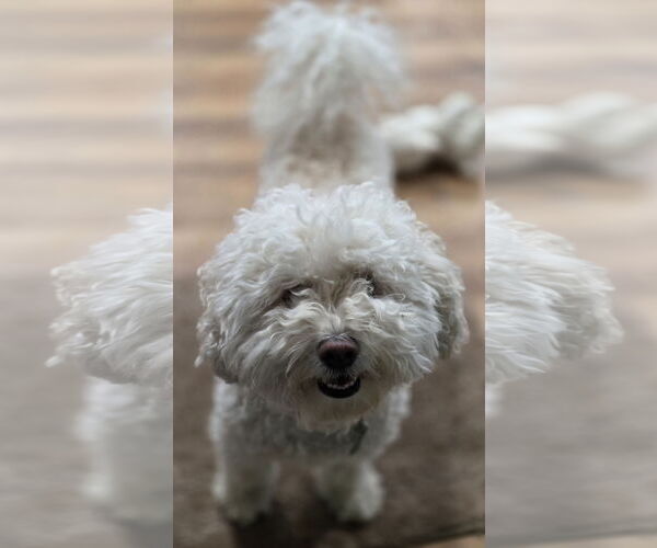 Medium Photo #4 Bichon Frise-Unknown Mix Puppy For Sale in Clarkston, MI, USA