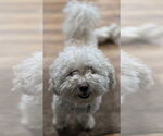 Small #3 Bichon Frise Mix