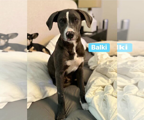 Medium Photo #3 Golden Retriever-Unknown Mix Puppy For Sale in Alexander, AR, USA