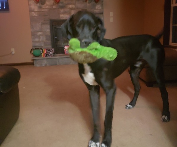 Medium Photo #1 Great Dane Puppy For Sale in DUSHORE, PA, USA
