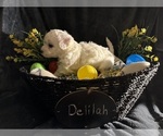Image preview for Ad Listing. Nickname: Delilah