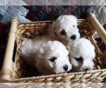 Small Photo #7 Bichon Frise Puppy For Sale in PELHAM, NH, USA
