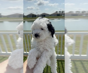 Medium Miniature Bernedoodle