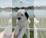 Puppy 1 Miniature Bernedoodle