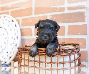 Schnauzer (Miniature) Puppy for sale in SYRACUSE, IN, USA