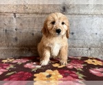 Small Photo #7 Goldendoodle Puppy For Sale in VERMONTVILLE, MI, USA