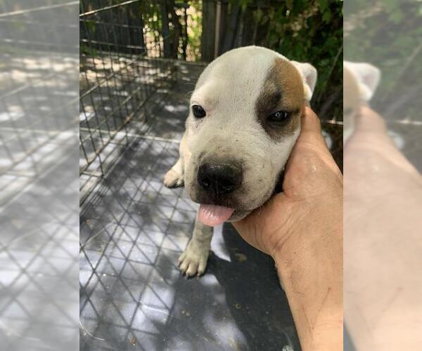 Medium Photo #2 American Staffordshire Terrier-Unknown Mix Puppy For Sale in San Antonio, TX, USA