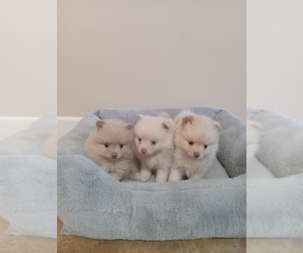 Medium Photo #2 Pomeranian Puppy For Sale in SAN JOSE, CA, USA