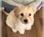 Small Maltipoo (Miniature)