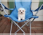 Small Photo #2 Maltese Puppy For Sale in SANTA CLARITA, CA, USA