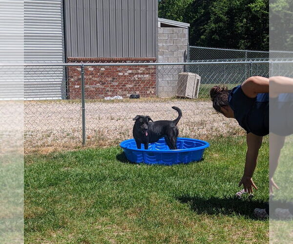 Medium Photo #2 Labrador Retriever-Unknown Mix Puppy For Sale in Canton, CT, USA