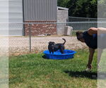 Small #1 Labrador Retriever Mix