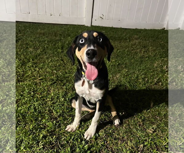 Medium Photo #4 Catahoula Leopard Dog Puppy For Sale in Royal Palm Beach, FL, USA