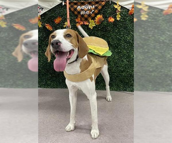 Medium Photo #1 American Foxhound Puppy For Sale in Grasswood, Saskatchewan, Canada