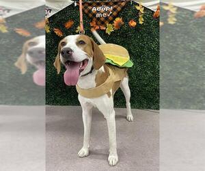 American Foxhound Dogs for adoption in Grasswood, Saskatchewan, Canada