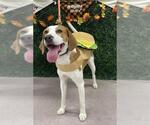 WISHBONE - Male American Foxhound Dog for Adoption - Small photo