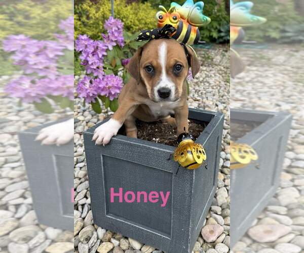 Medium Photo #2 Beagle-Unknown Mix Puppy For Sale in Aurora, IN, USA