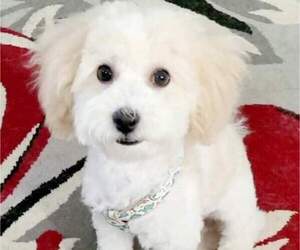 Poochon Puppy for sale in BURL, NC, USA