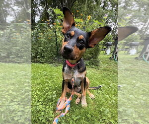 Zeppelin (Rock Star Litter) - Female German Shepherd Dog-Unknown Mix Dog for Adoption - Photo #5