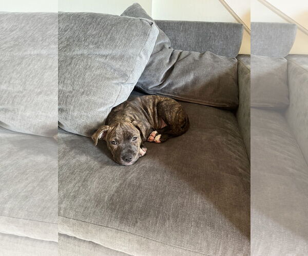 Medium Photo #3 American Pit Bull Terrier Puppy For Sale in Alexandria, VA, USA