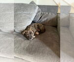 Small #2 American Pit Bull Terrier