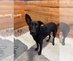 Small #2 German Shepherd Dog Mix