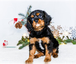 Small #5 Cavalier King Charles Spaniel