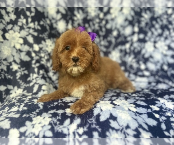 Medium Photo #4 Cock-A-Poo Puppy For Sale in LAKELAND, FL, USA