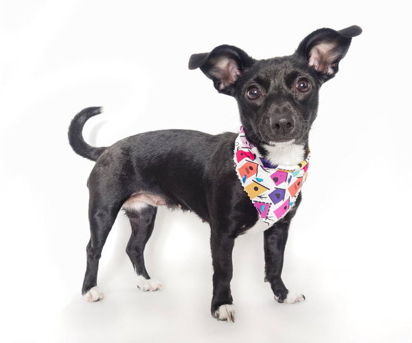 Medium Photo #1 Chiweenie Puppy For Sale in Phoenix, AZ, USA