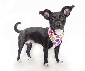 Chiweenie Dogs for adoption in Phoenix, AZ, USA