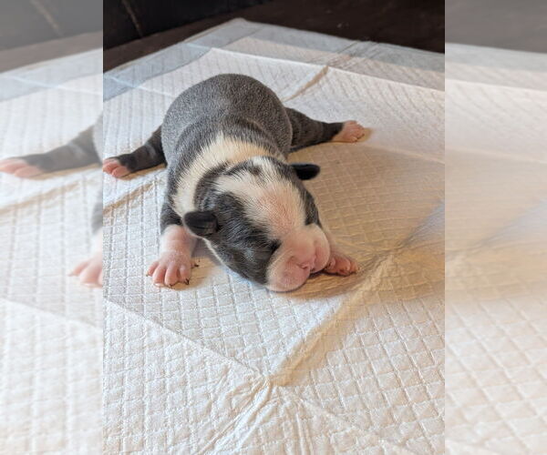 Medium Photo #1 Boston Terrier Puppy For Sale in GONIC, NH, USA