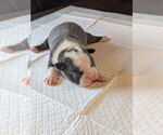 Puppy 1 Boston Terrier
